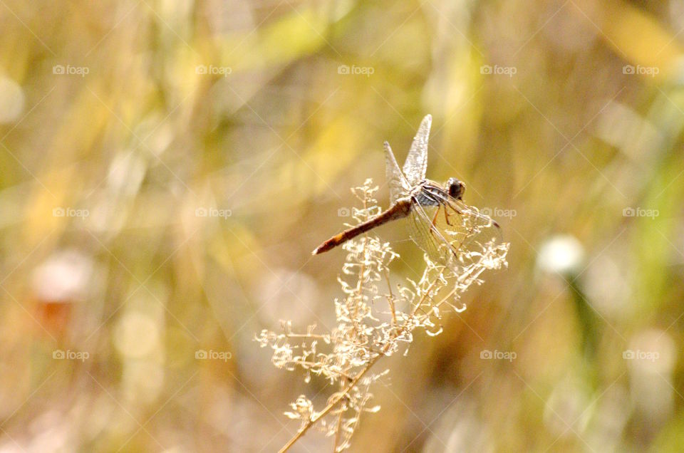 Dragonfly on weeds