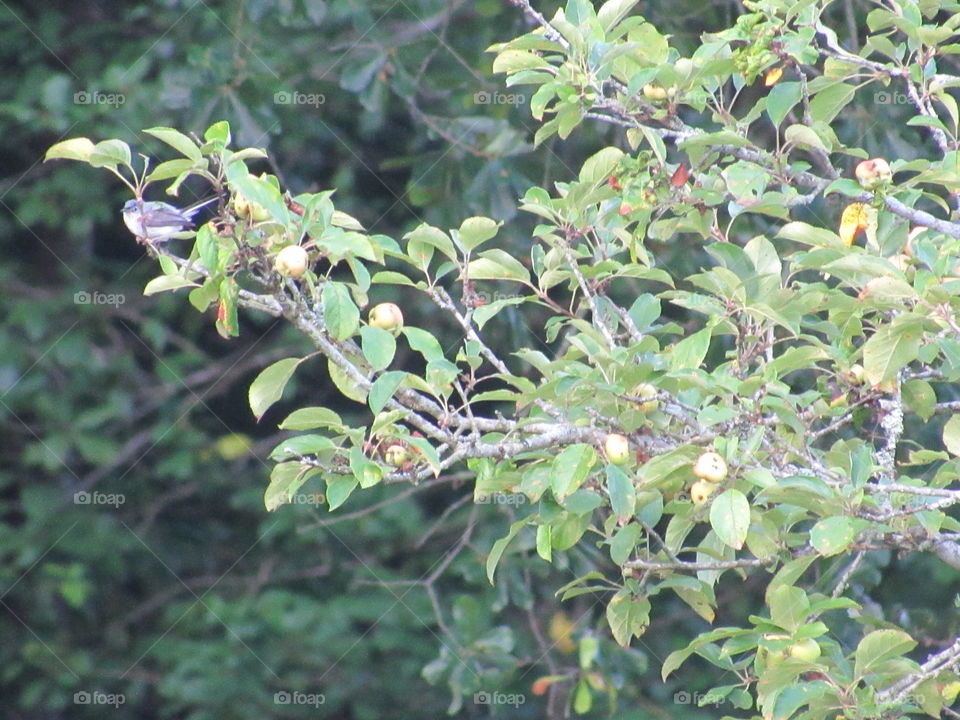 Tree, Flora, Fruit, Leaf, Nature