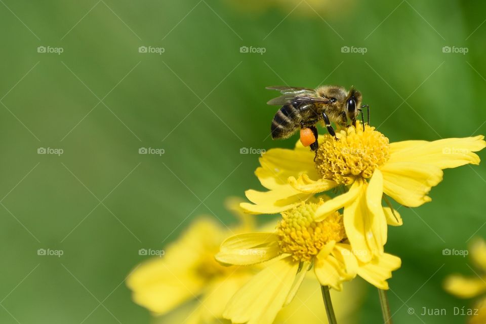 Bee looking for pollen in yellow flower