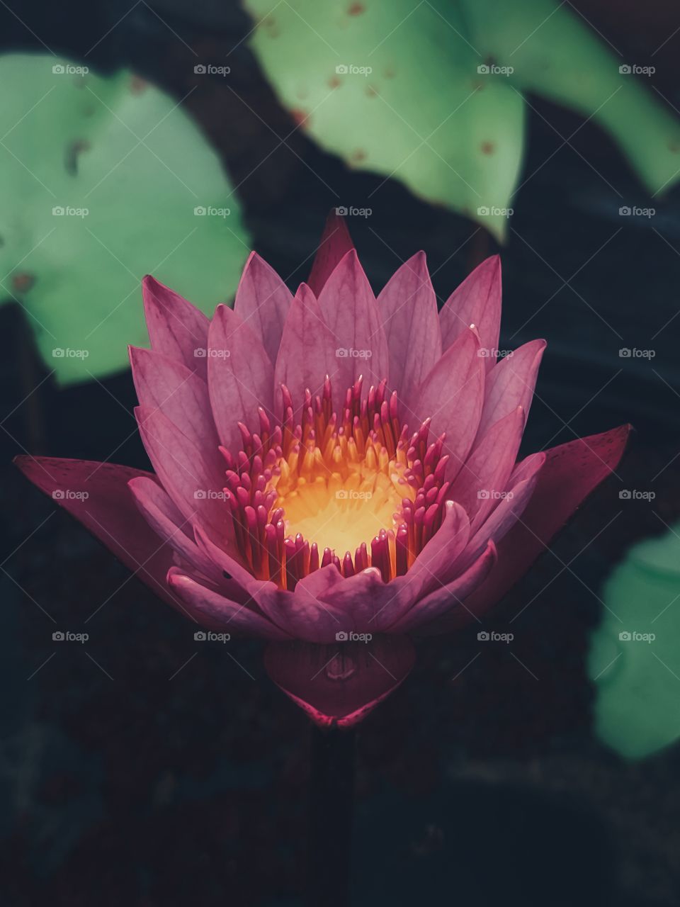 Pink Lotus
