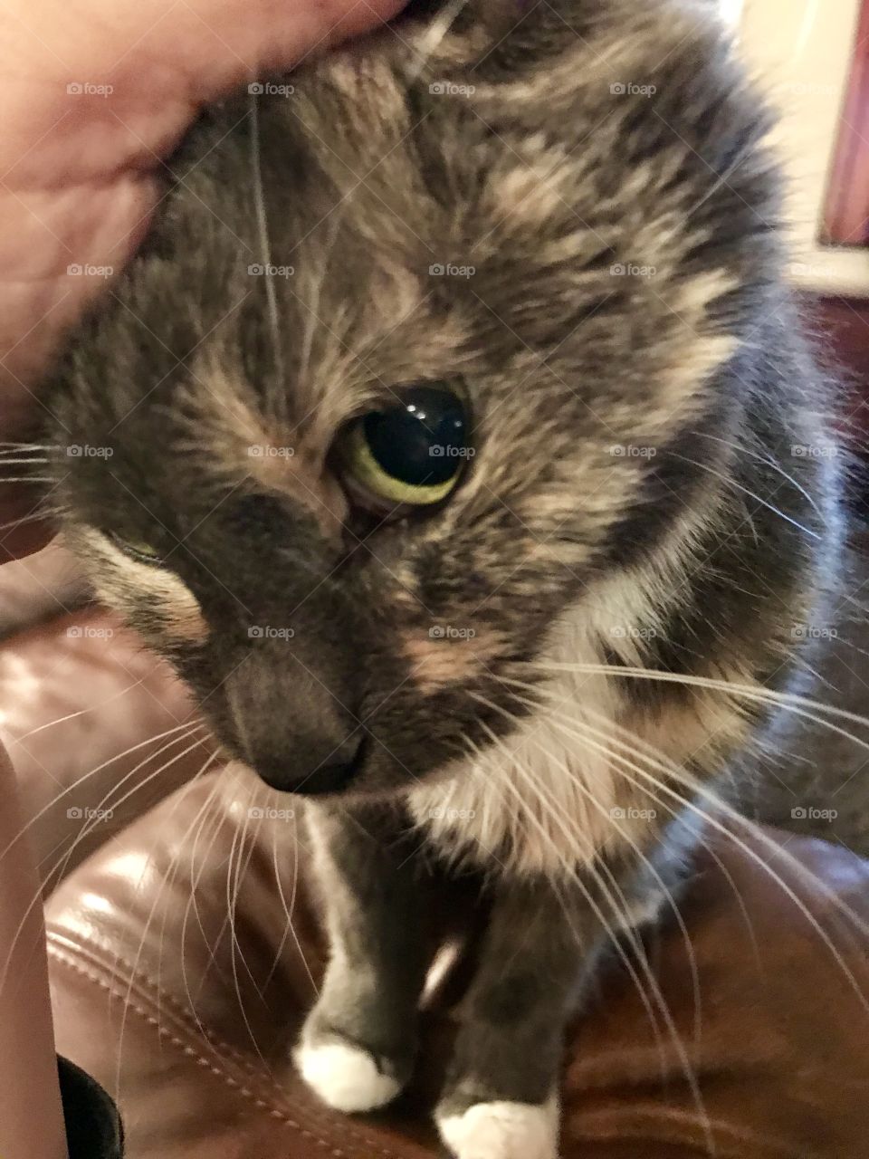 Kitty loving her ear rubbed 