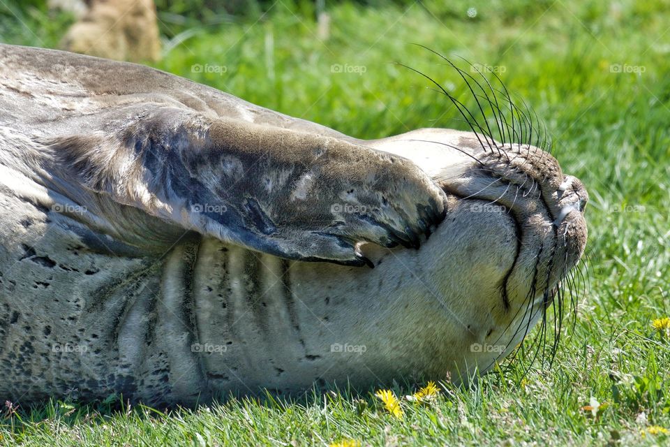 Itchy elephant seal