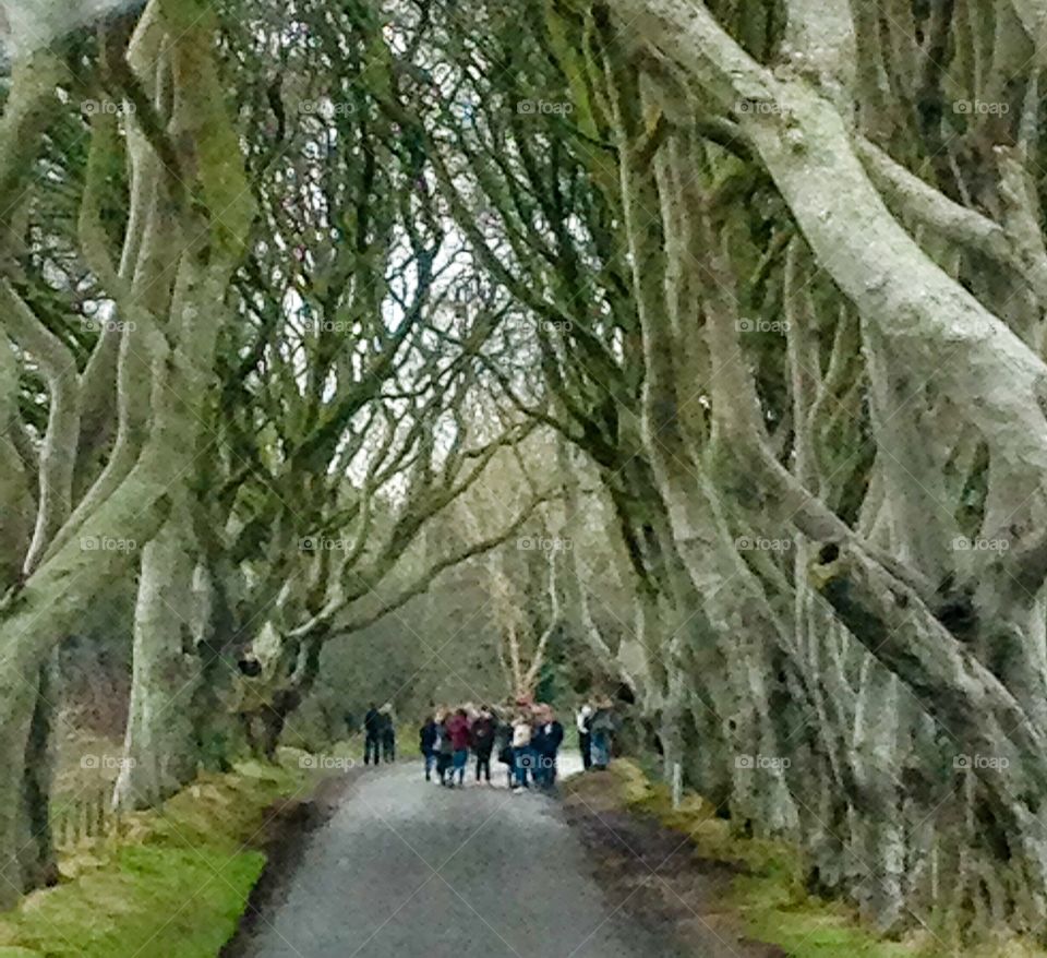 Dark Hedges (Game of Thrones fame) Northern Ireland