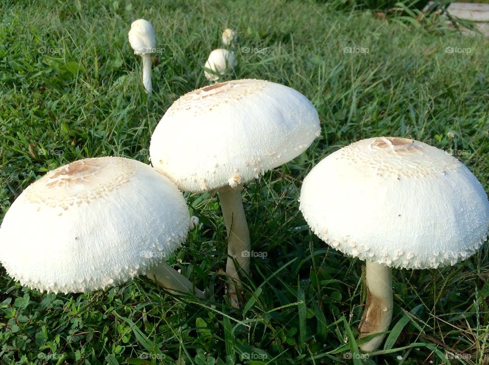 Mushrooms On The Front Lawn