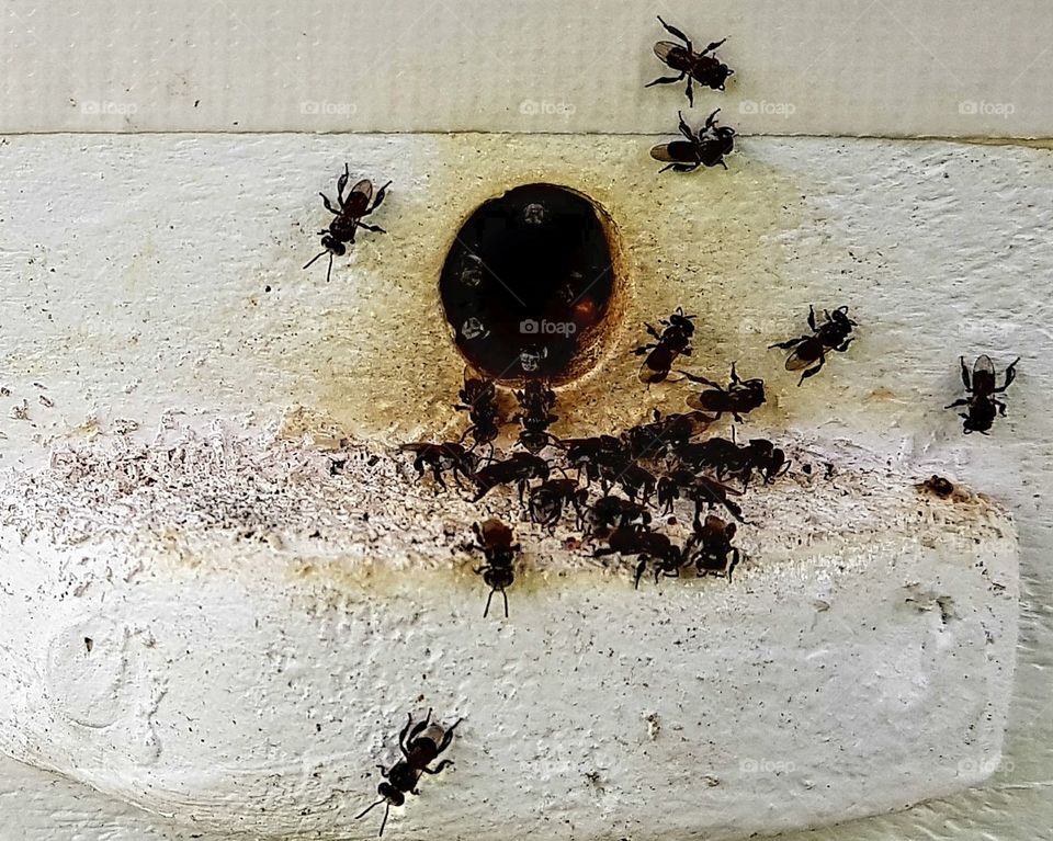 Australian Native bees