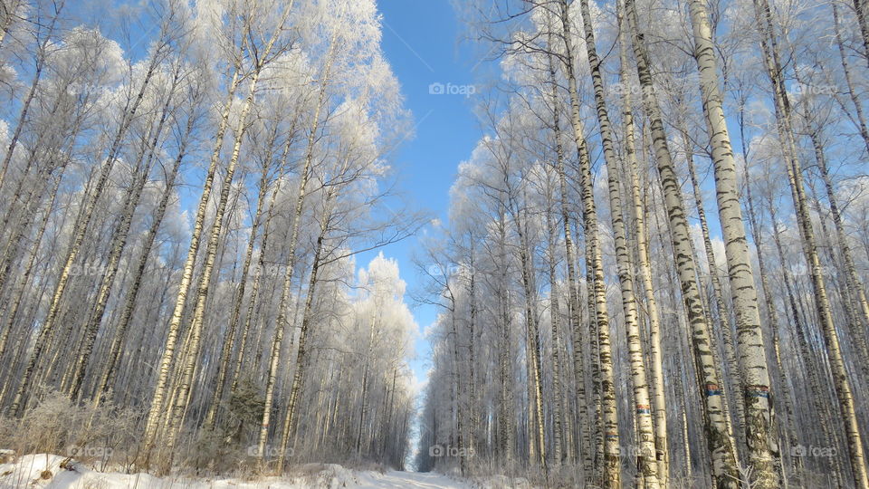 frost on birches in the Ural forest