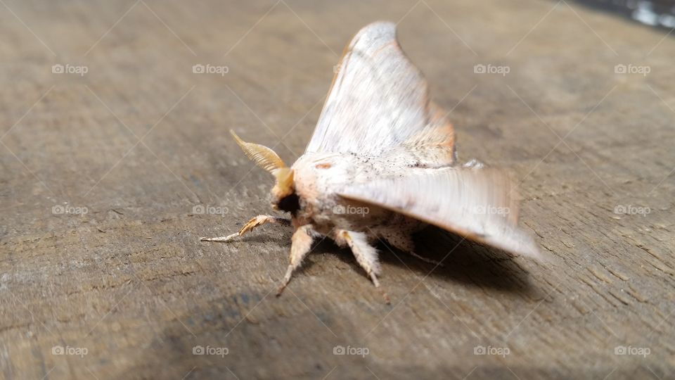 moth