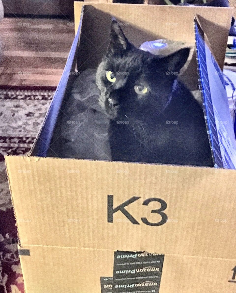 Black cat sitting in a cardboard box that's open, on the floor! She stayed in it a long time, just looking out.