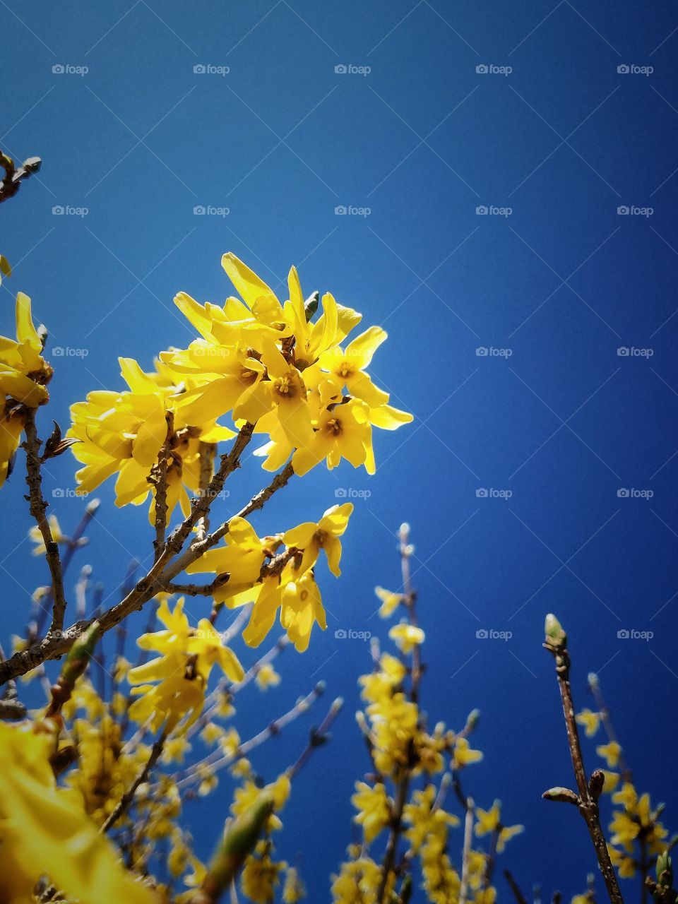 Low angle view of yellow flower