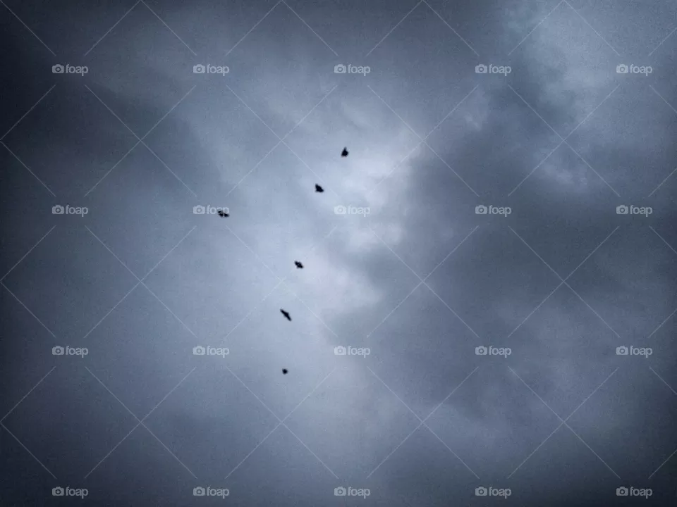 Birds