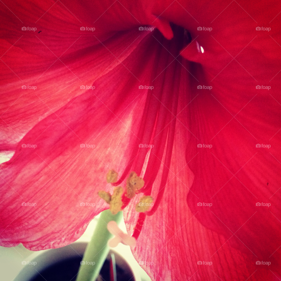 flower red christmas amaryllis by haq