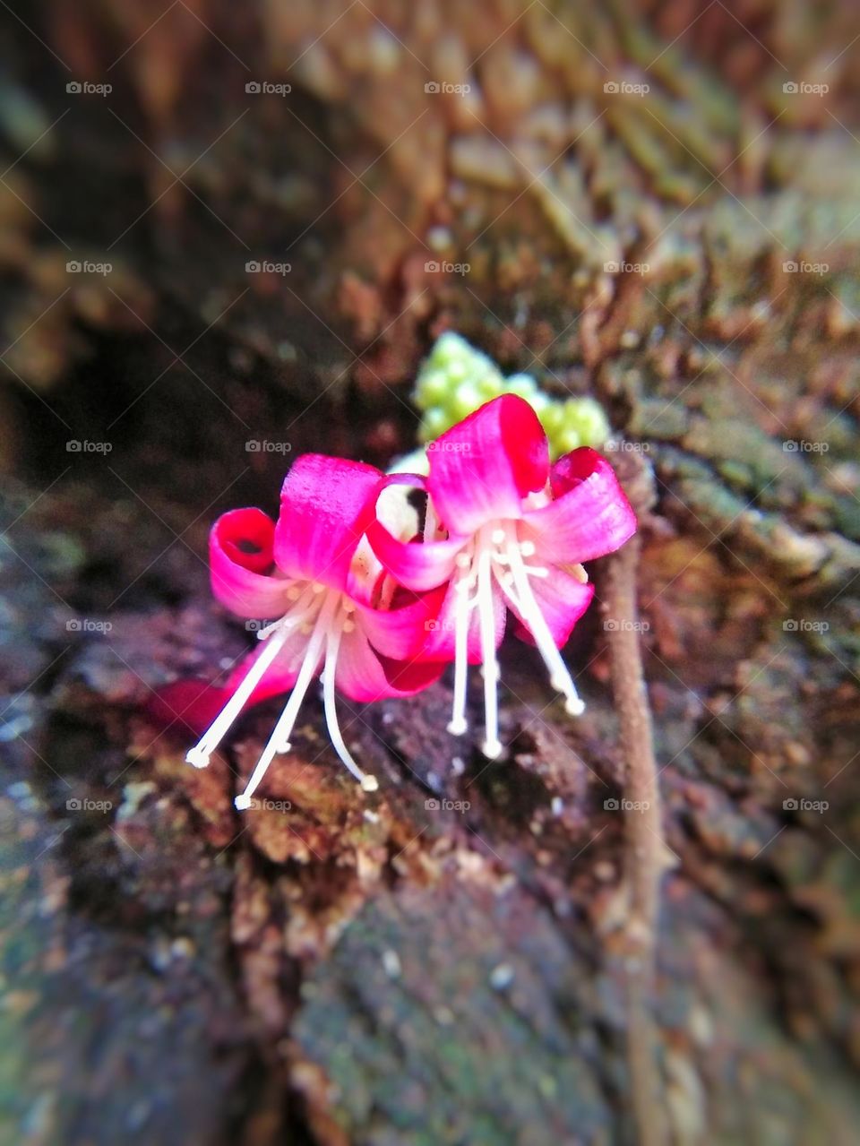 Magenta colour wild flower