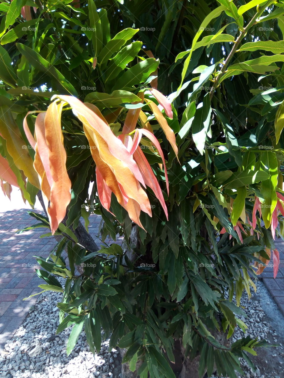 multi color leaves
