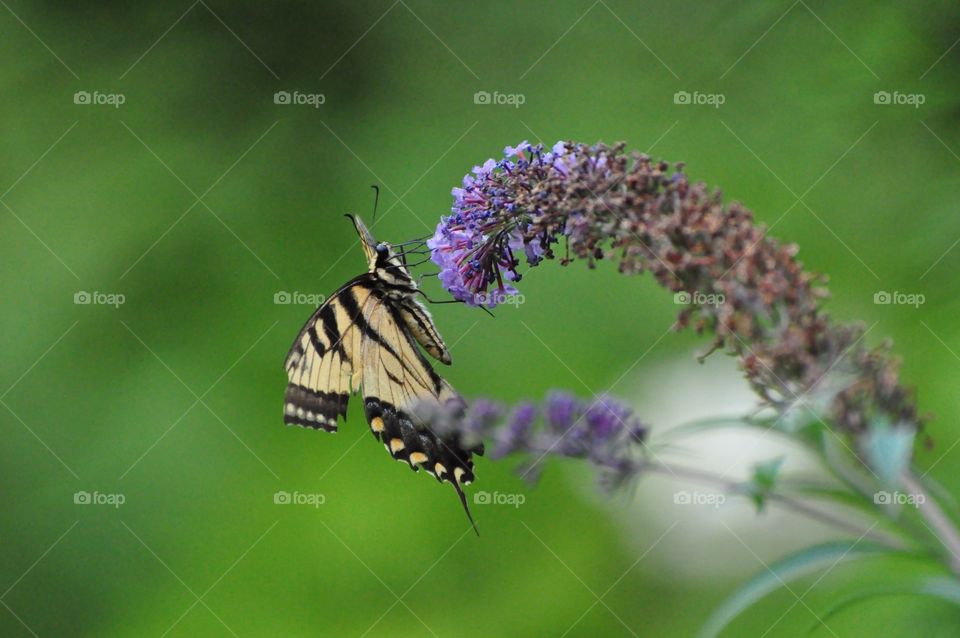 Eating butterfly