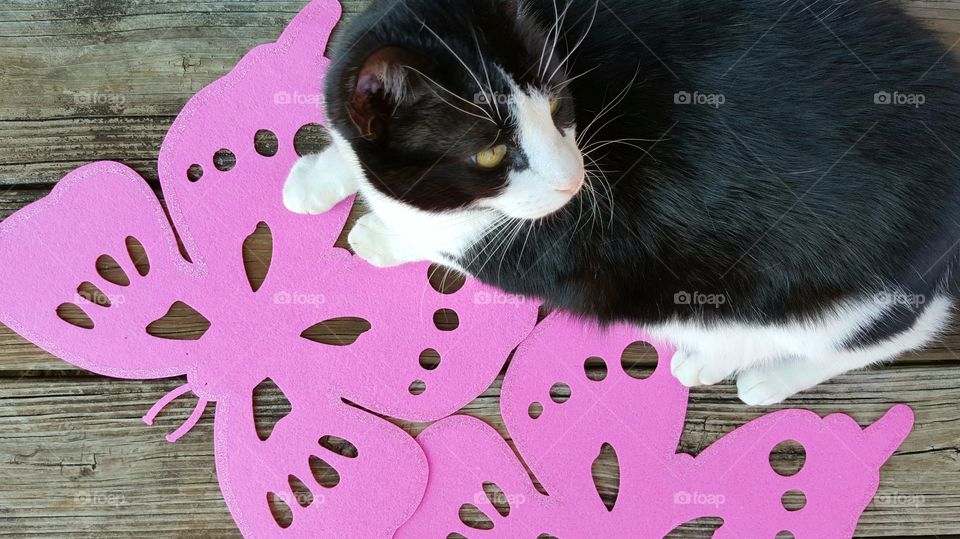 High angle view of cat