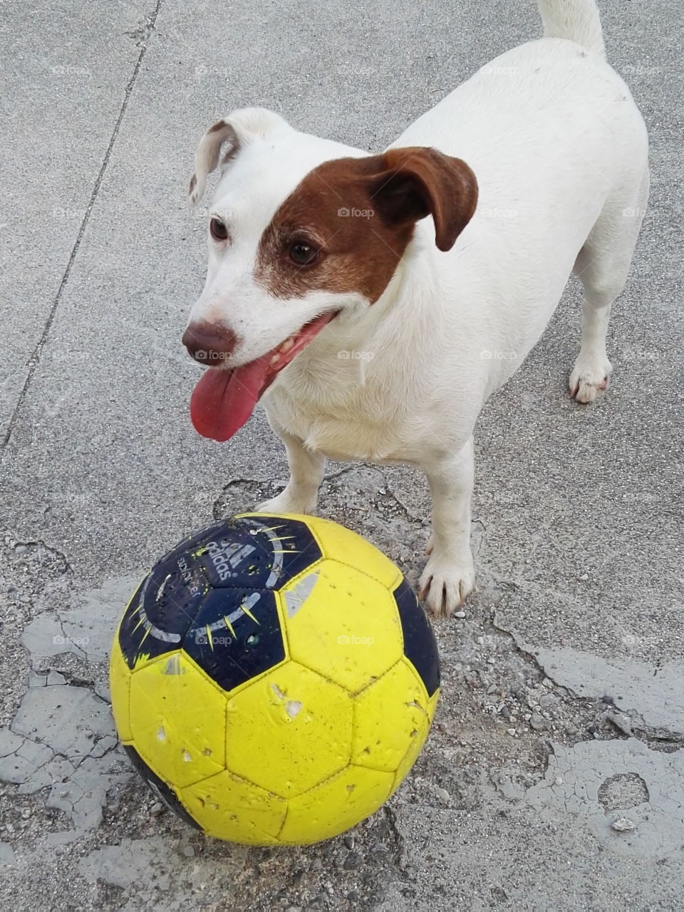 Dog playing soccer