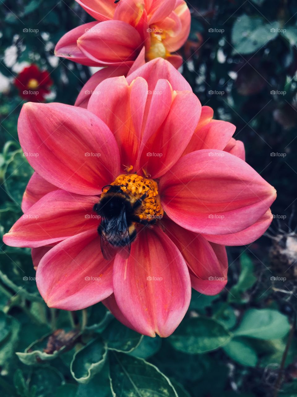 Bee pollinating Pink Dahlia