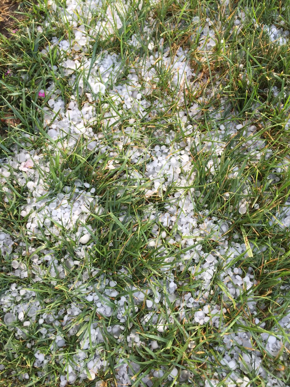 Grass and hail