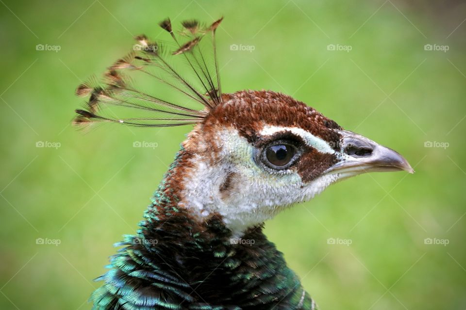 peacock