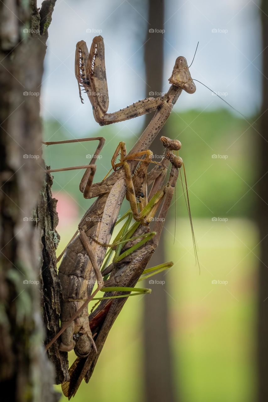 One is lonely. Two is company. Three is a crowd. Carolina Mantis (Stagmomantis carolina). Raleigh, North Carolina. 