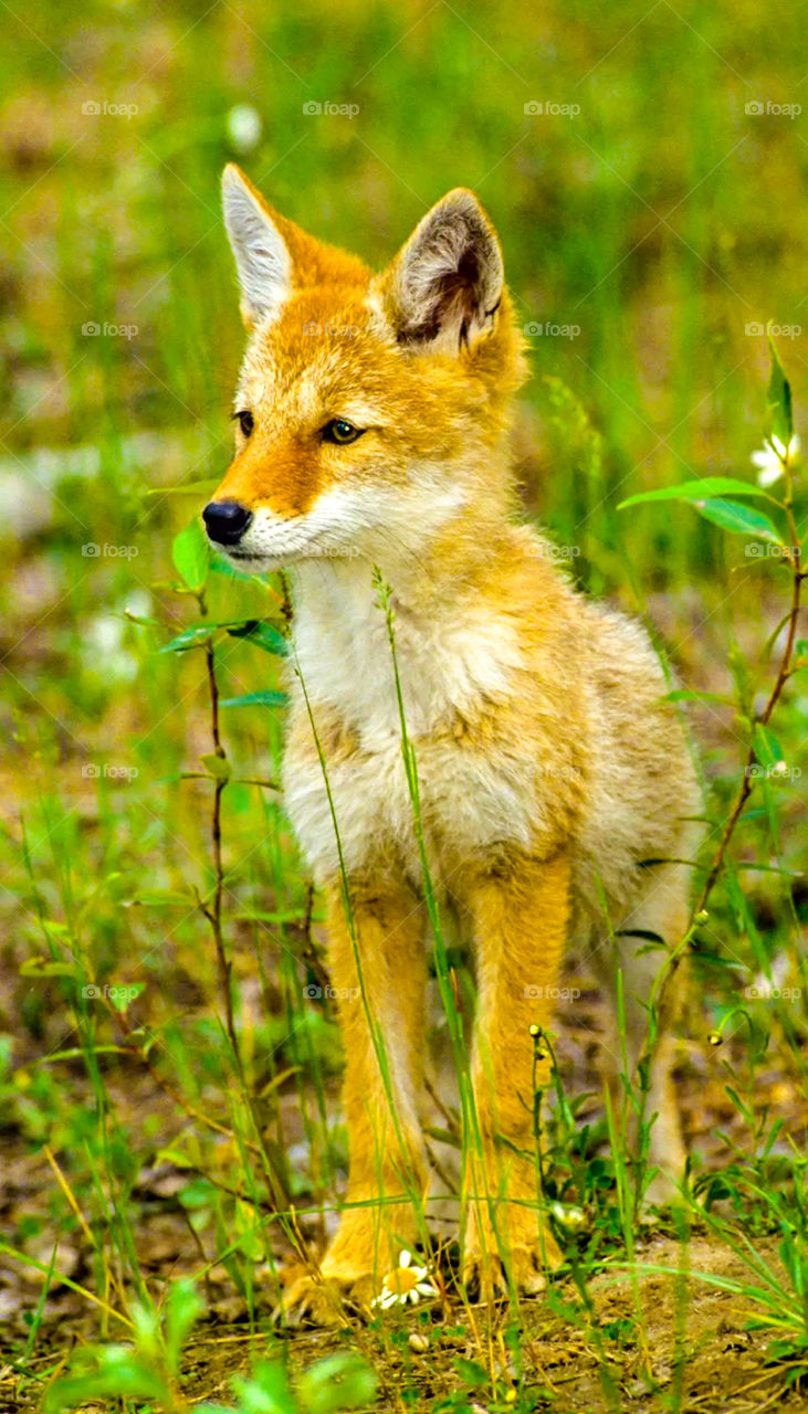Baby fox throw plants
