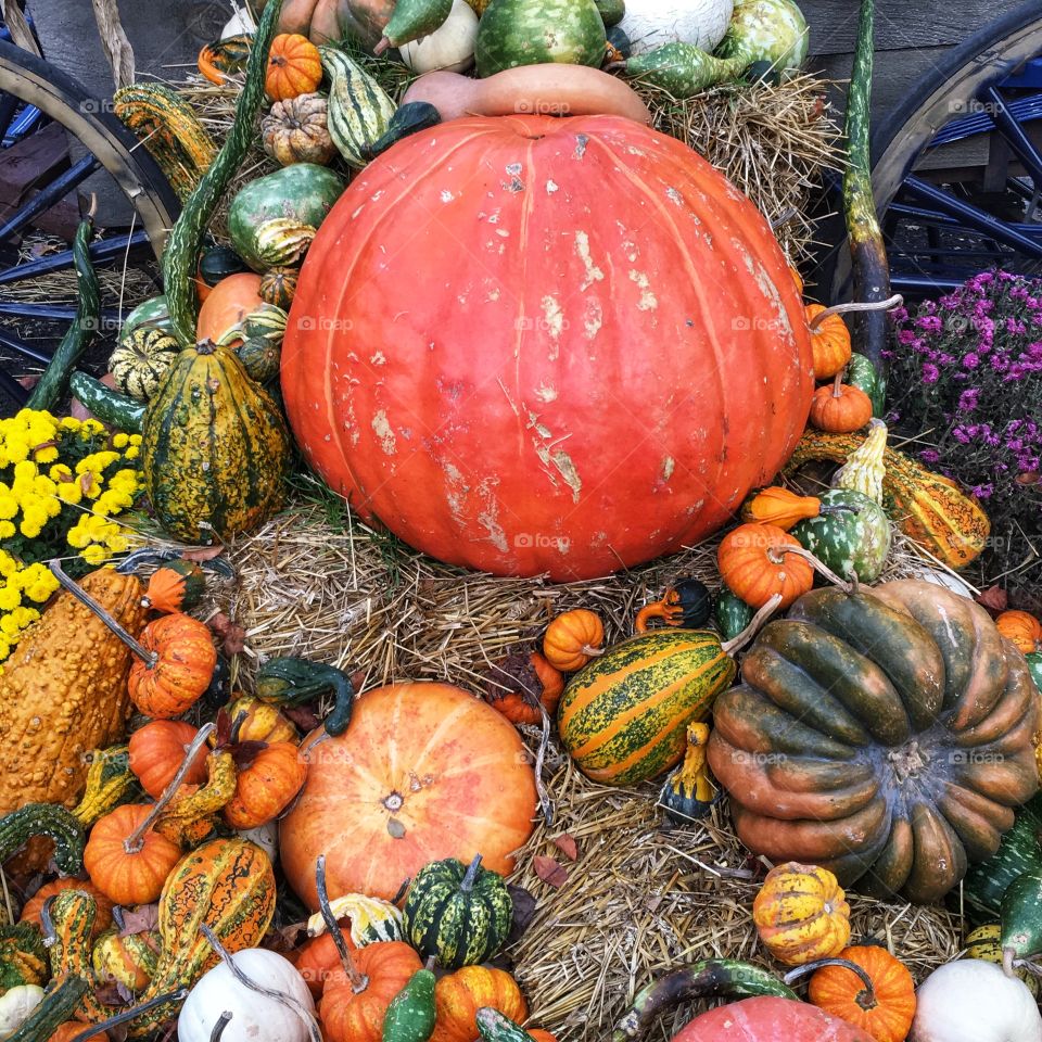 Fall pumpkins and gourds