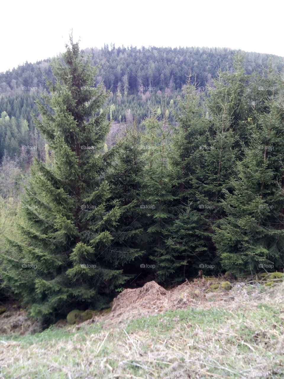 Forest in Schwarzald