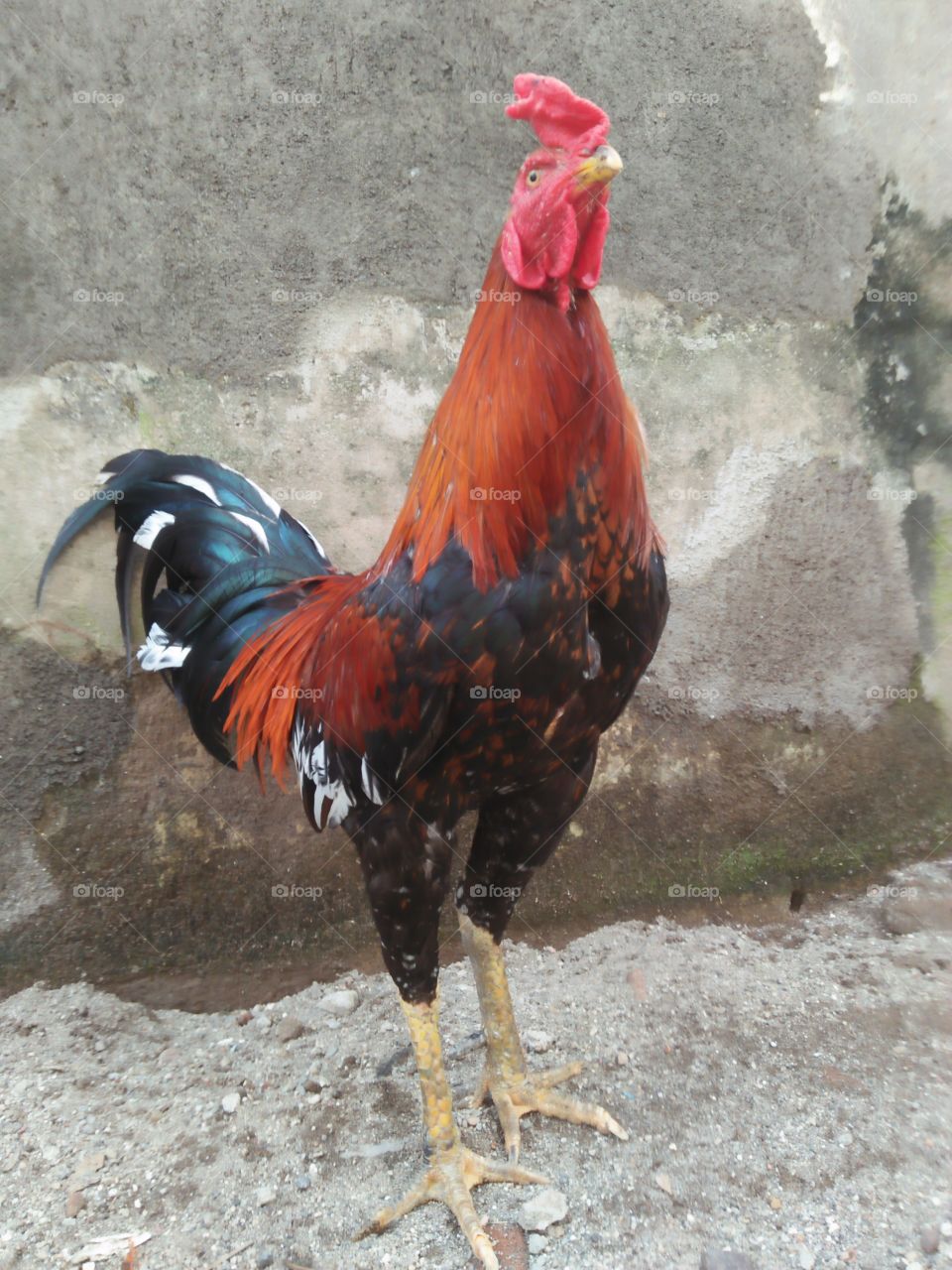 Ayam jago