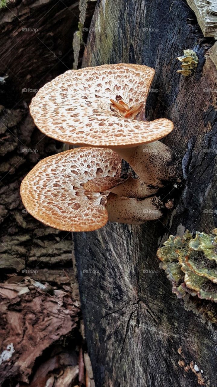 Mushrooms on a Log 
