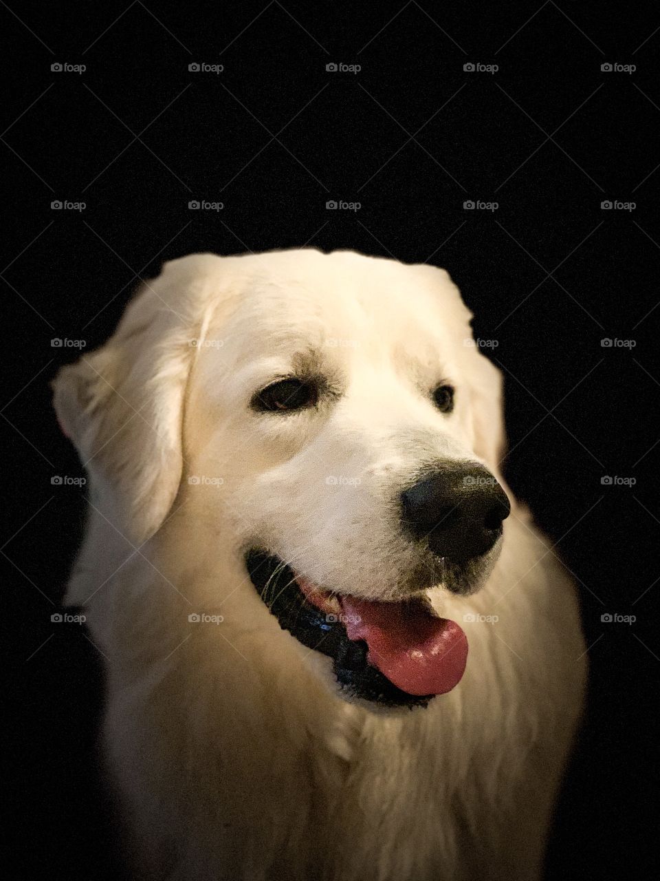 White dog on black background 