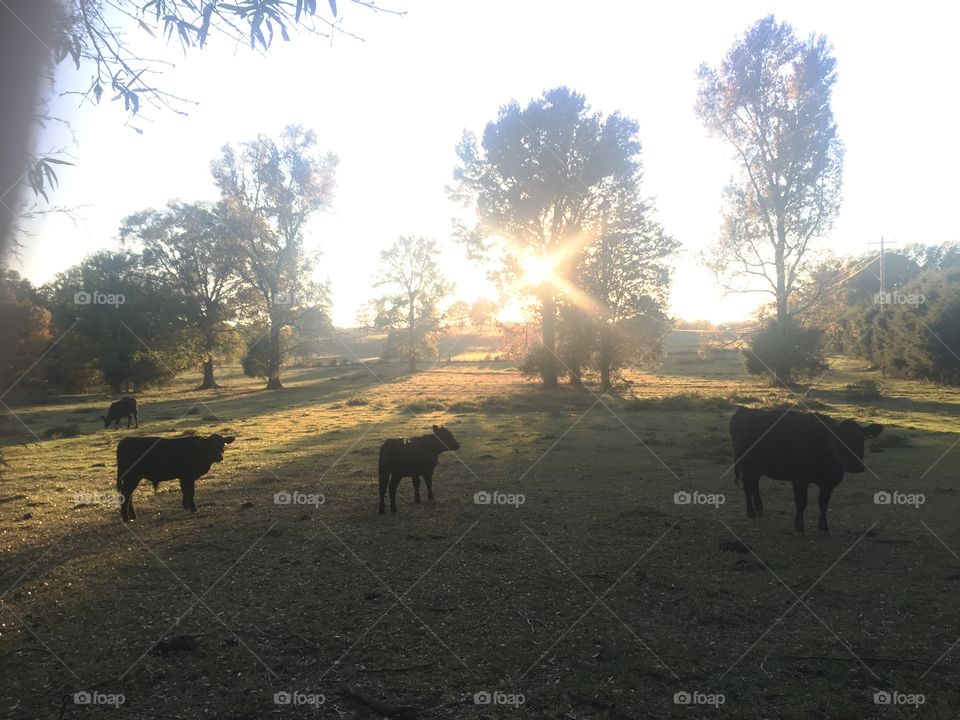 3 calves grazing early in that beautiful morning 