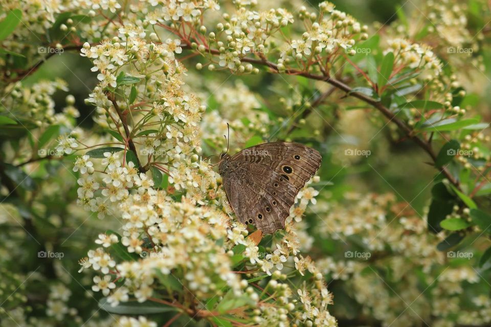 Beautiful and cute butterfly