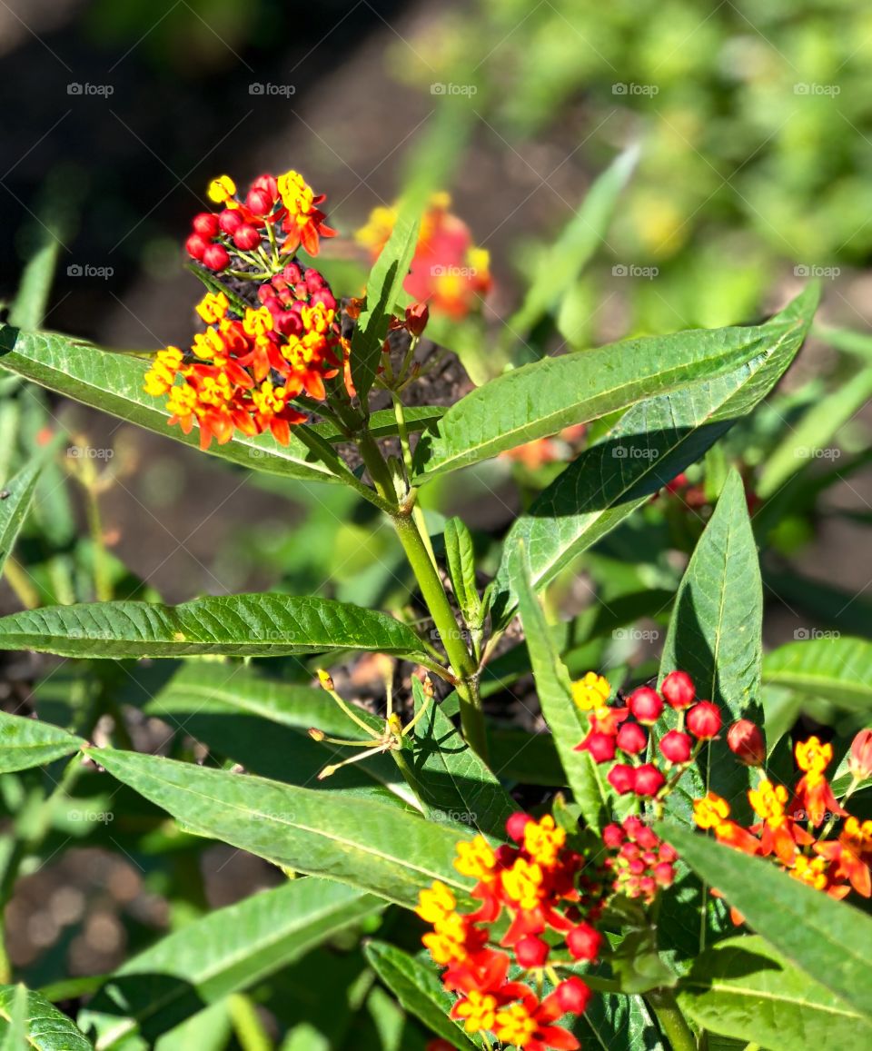 The lantana is in full bloom.