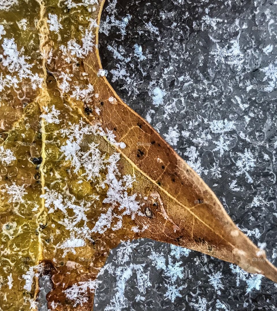 Perfect Snowflakes on a Winter Leaf