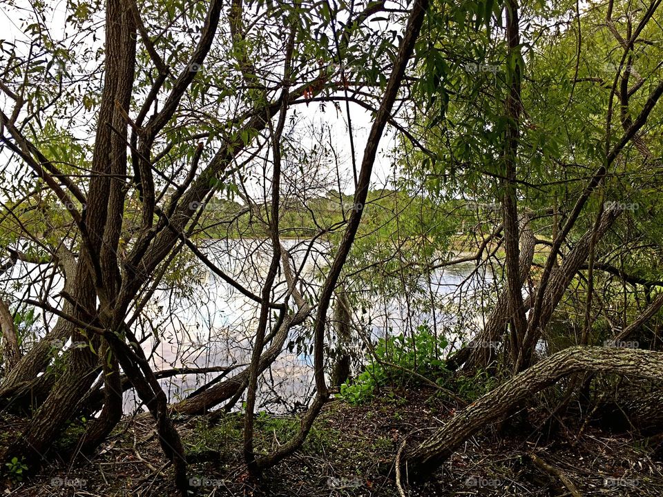 Wetlands view