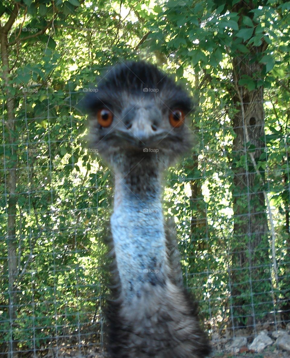Emu