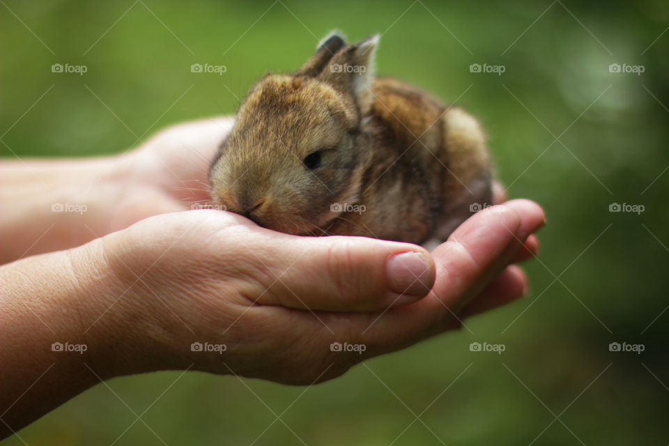 Rabbit on the hands