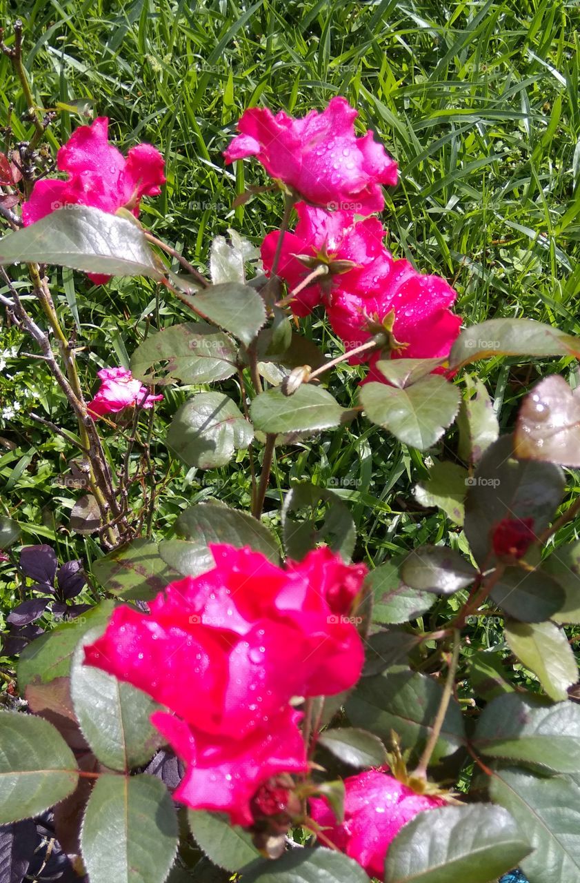 rose green and fresh