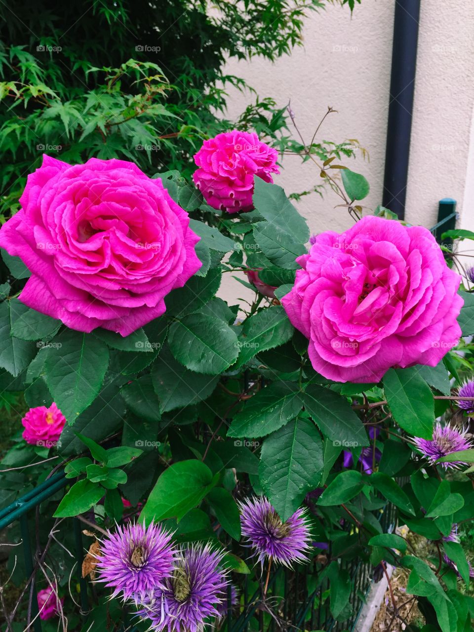 The roses are blooming by the neighbor's fence. there are roses and small purple flowers interspersed with green leaves , grew outside of the iron fence . 