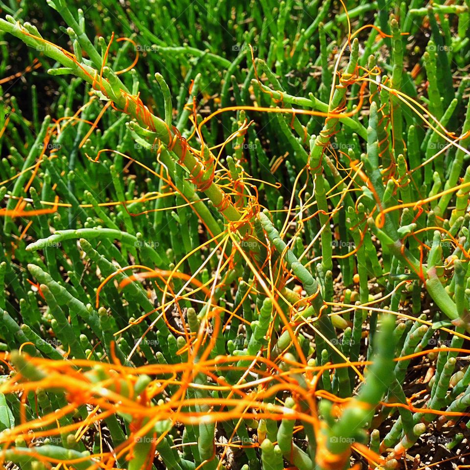 Odd orange plants remind me of something from war of the worlds.
