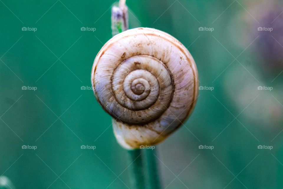 A snail