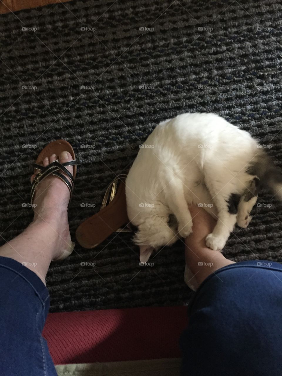 Kitty laying at my feet