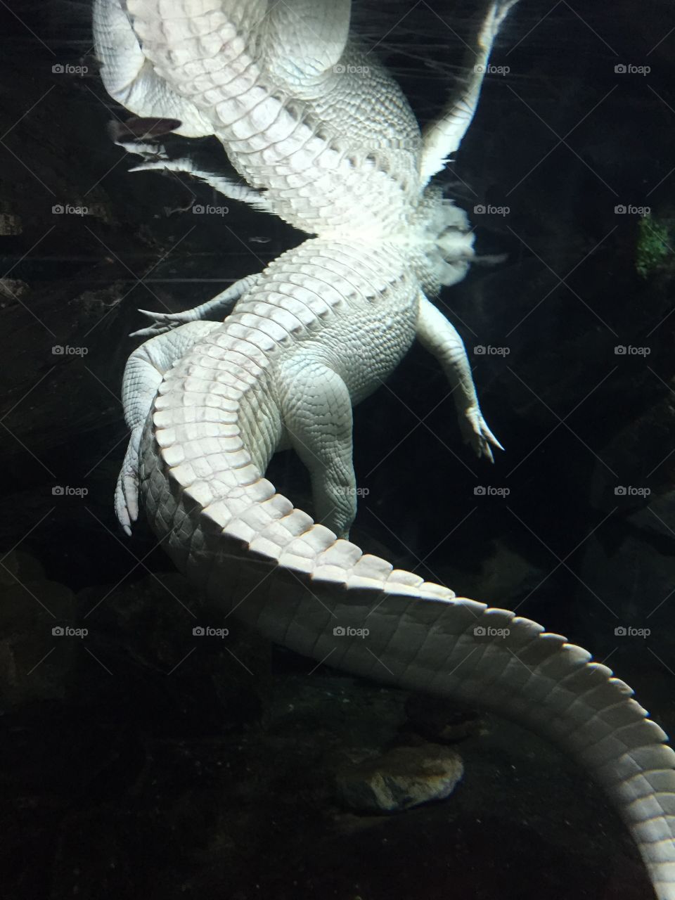 Albino alligator 