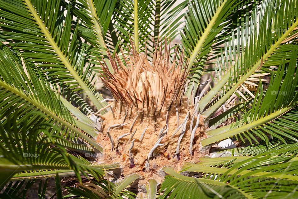 Female cone of Sago Palm, flowering plant of Cycas revoluta