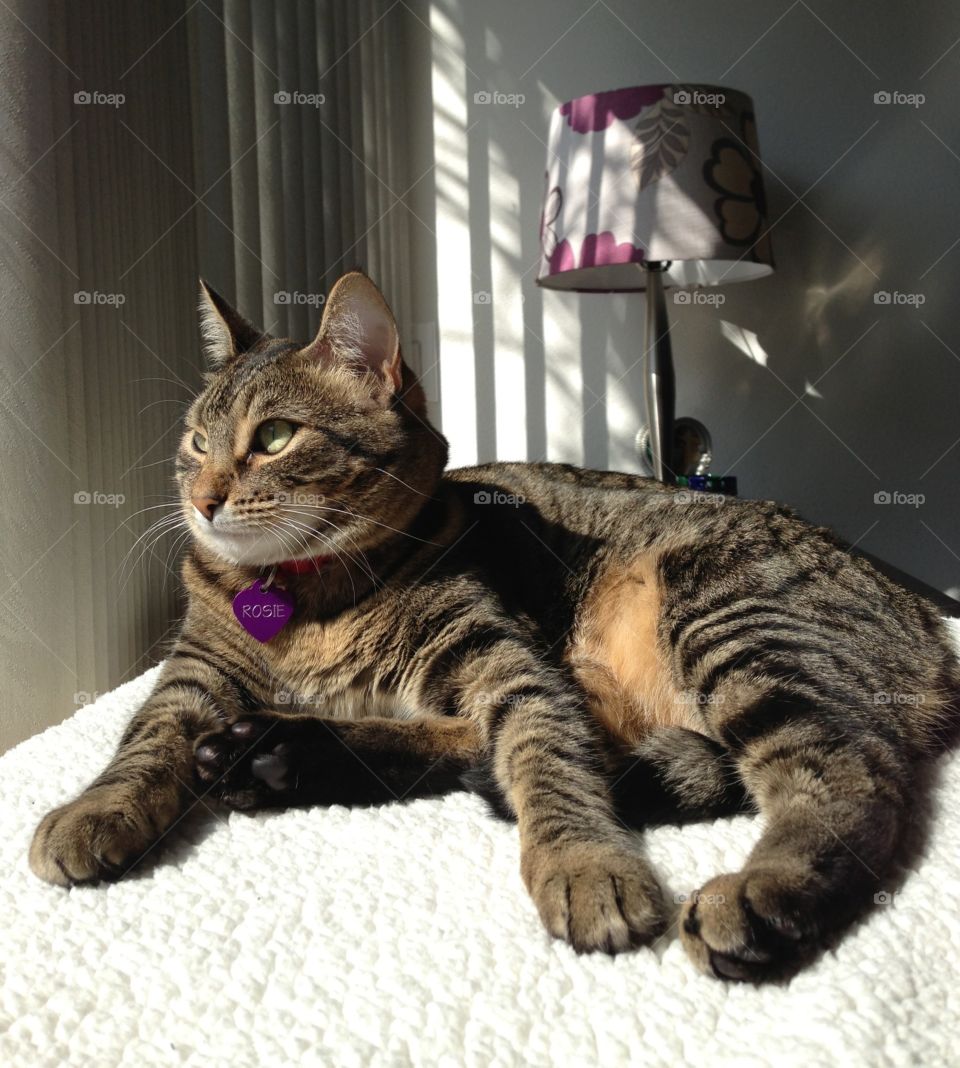 Rosie lounging on a dresser