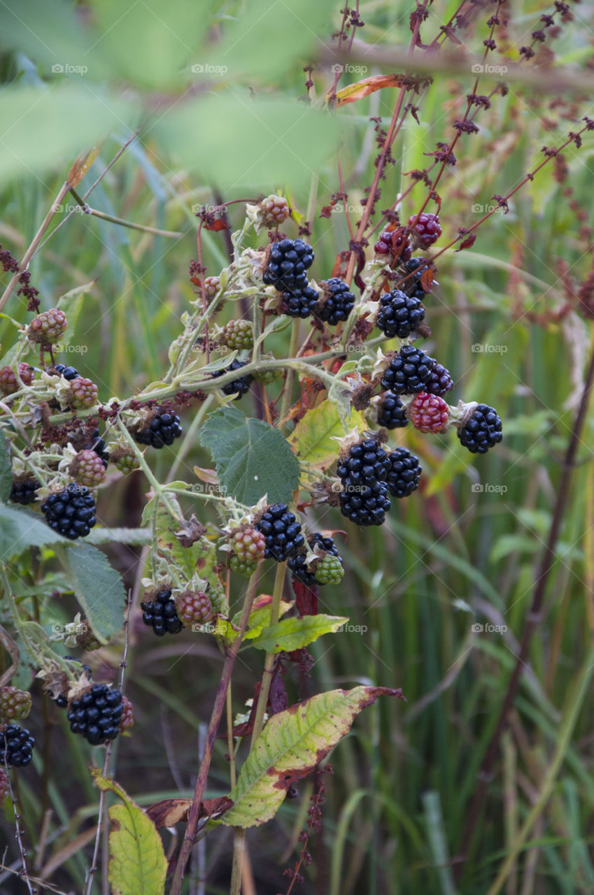 Fruit, Nature, Food, Leaf, Berry