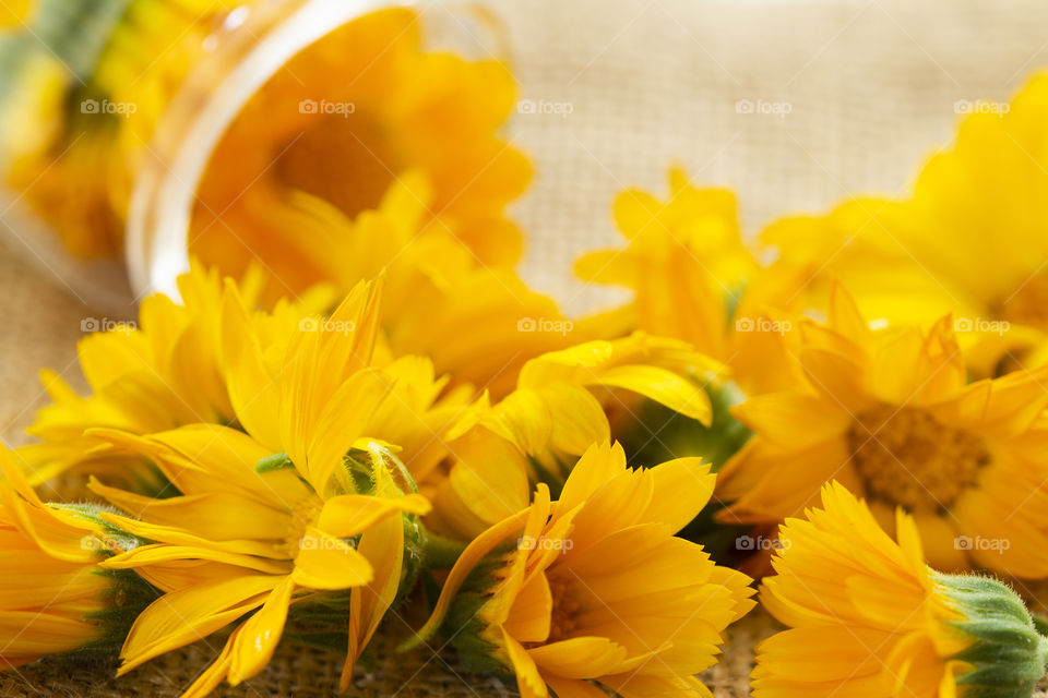 calendula (Calendula officinalis) flowers in a glass jar on a sackcloth background. Background with Calendula. Medicinal herbs. Marigold flower with leaf.Alternative Medicine