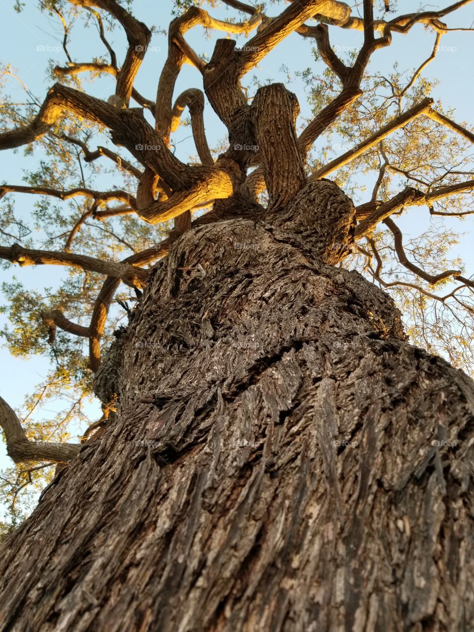 my favorite tree in my hood