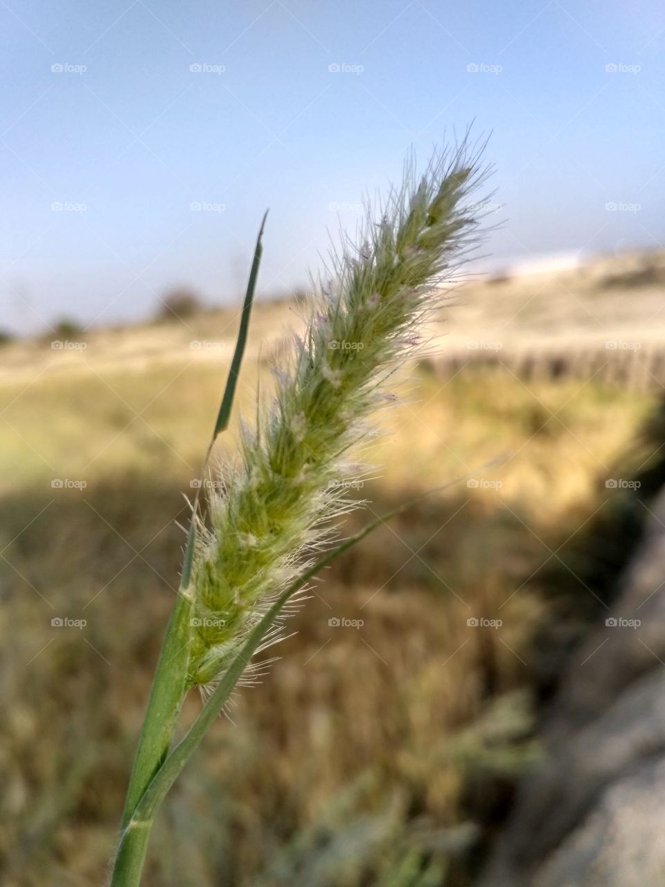 Grain flower