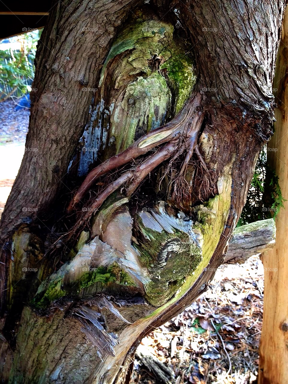 nature inside pine tree bark by jmh